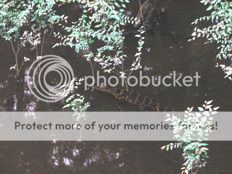 IMG_3595b.jpg