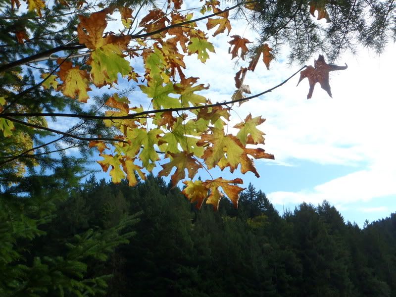 P9300018-1.jpg