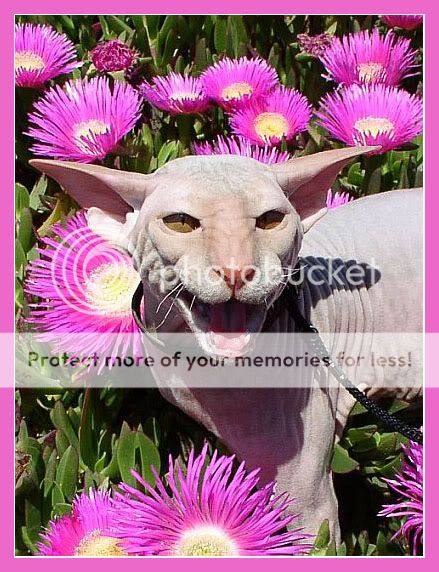 bald_cat.jpg