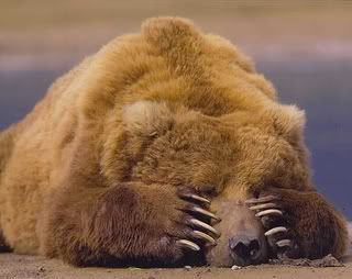 Bear.jpg