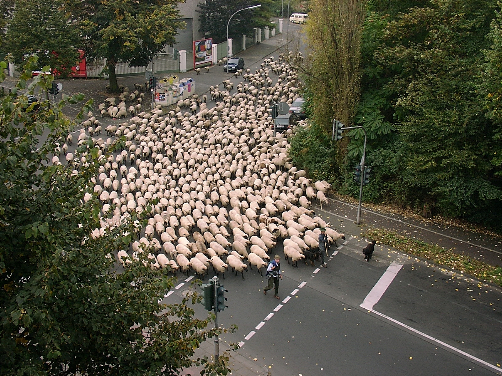 SchafherdeInKoeln.jpg