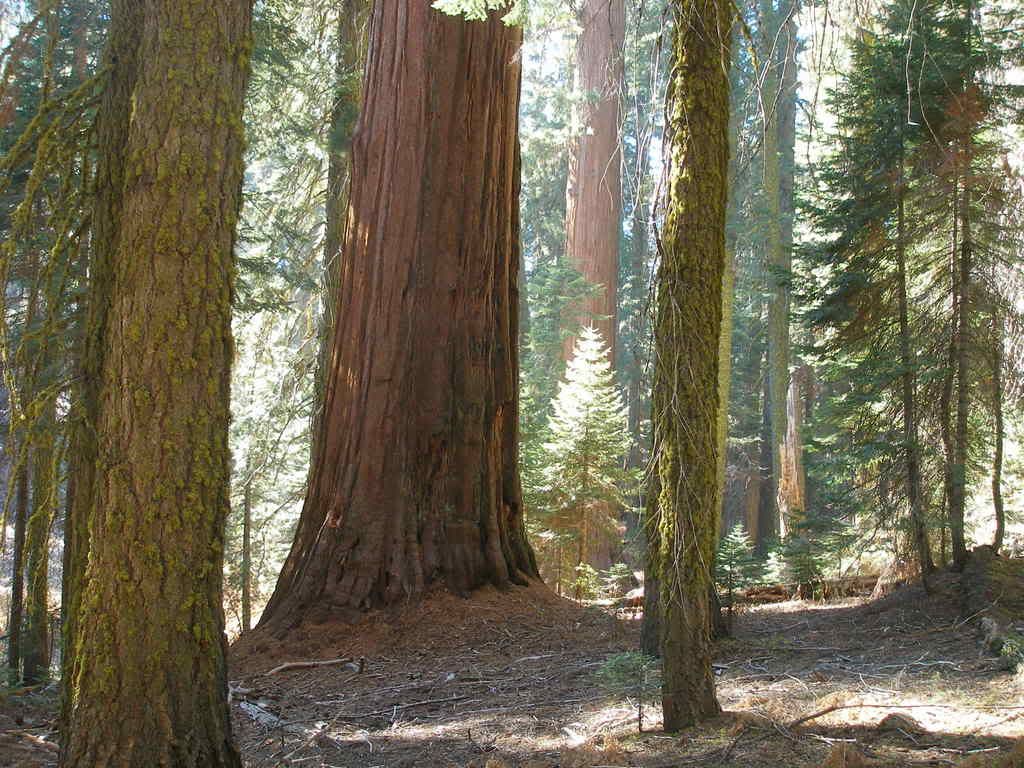 GiantForest11-17-07087.jpg