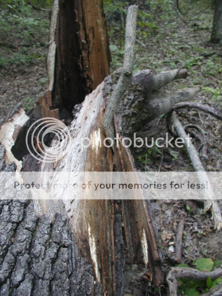 RemovingBark.jpg