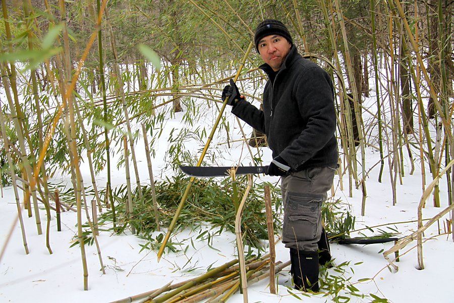 jungle_jay_bamboos_zps6da76444.jpg