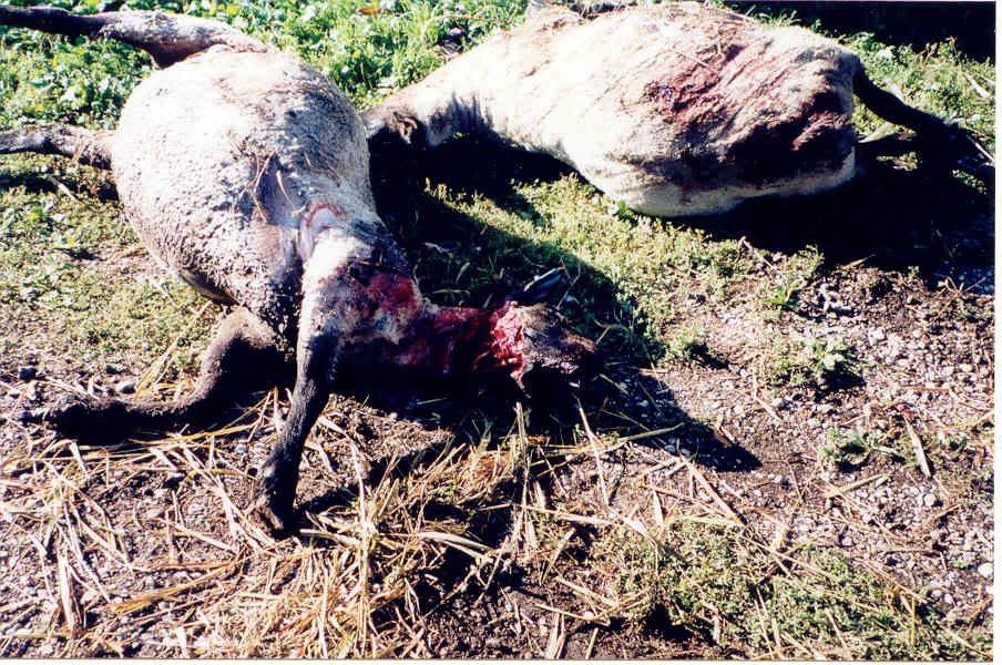 slaughter.jpg