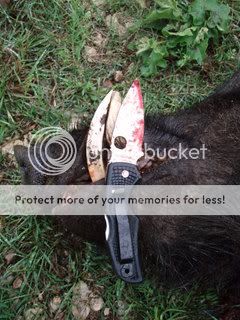 boar8.jpg