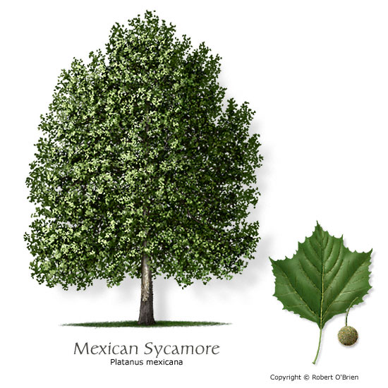sycamore_mex.jpg
