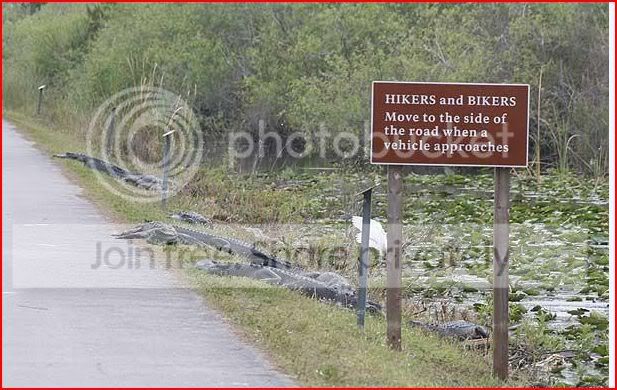 alligators.jpg