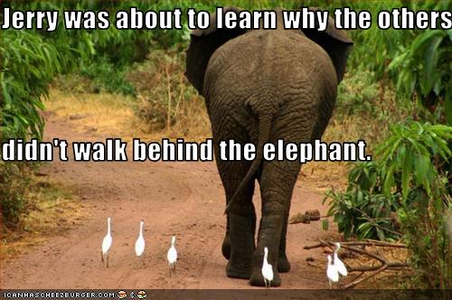 funny-pictures-bird-walks-behind-elephant.jpg