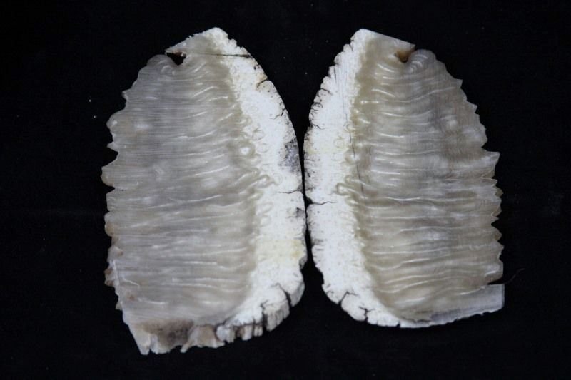muskoxForsale021800x533.jpg
