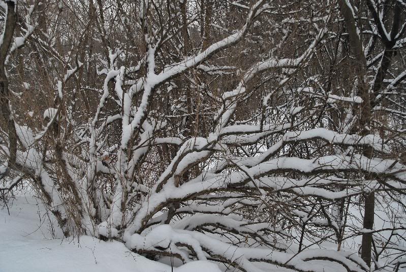 ravine11.jpg