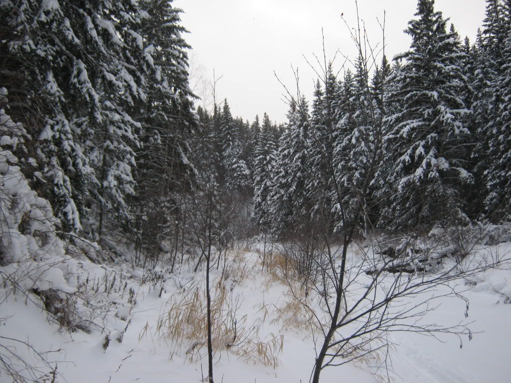 decemberbushcraft030.jpg