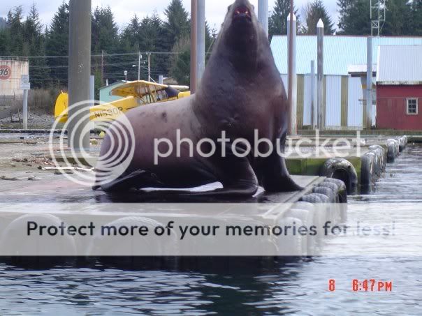 SeaLion.jpg