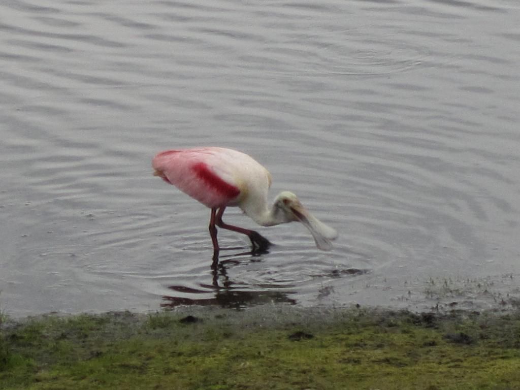 florida2012072.jpg