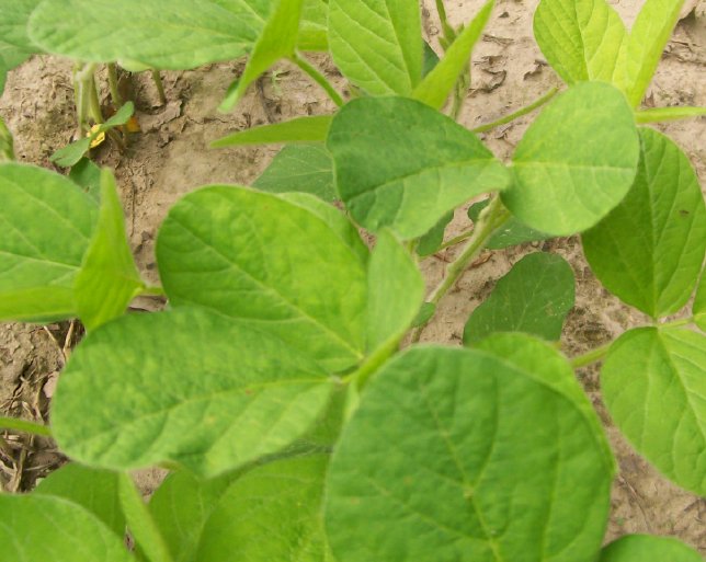 plant13.jpg
