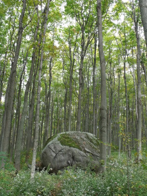 FallPetun006.jpg