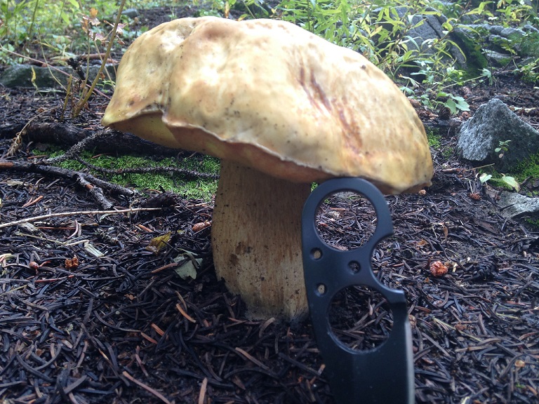 smallshroom.jpg