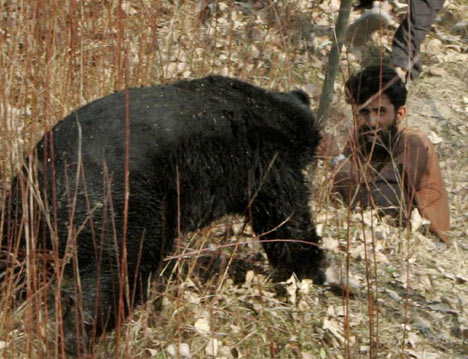 bear21411_468x359.jpg