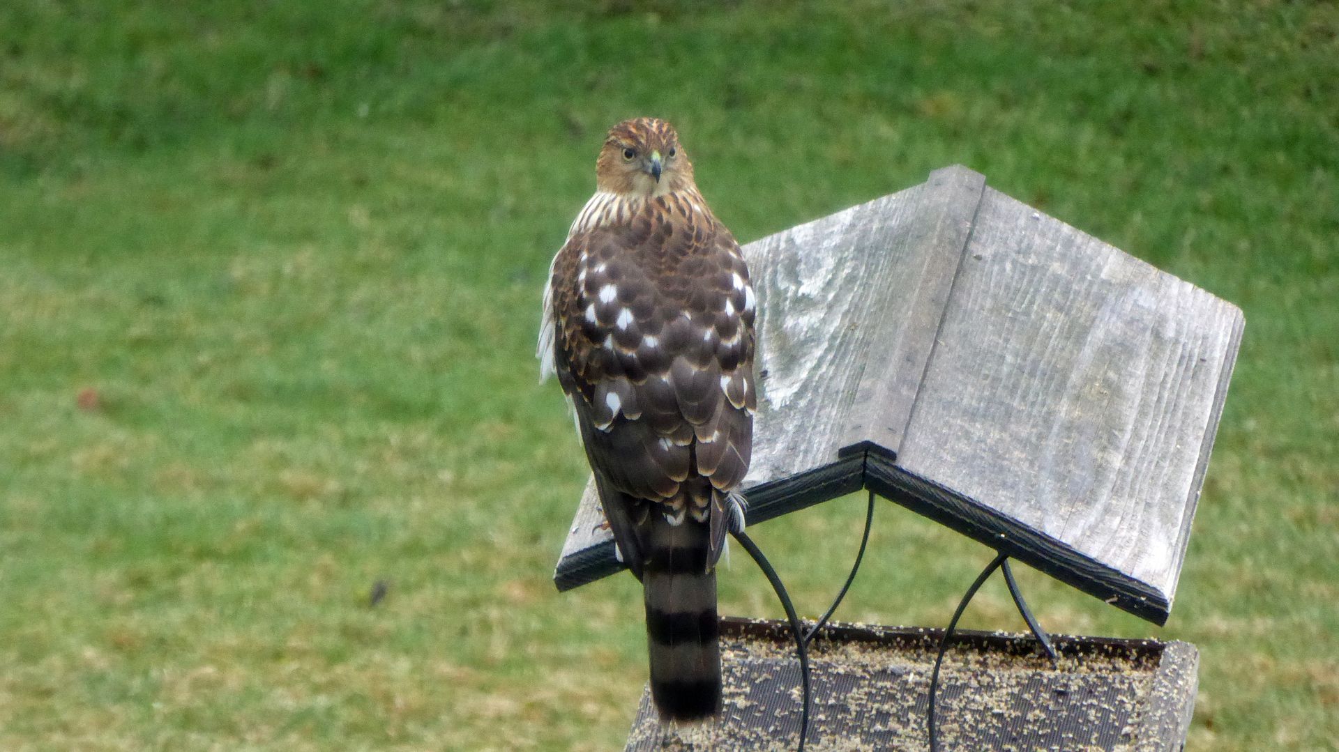 Coopers%20Hawk%202.jpg