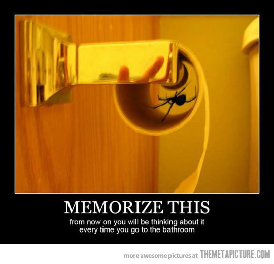 funny-spiders-toilet-paper-roll_zps1b02a5eb.jpg