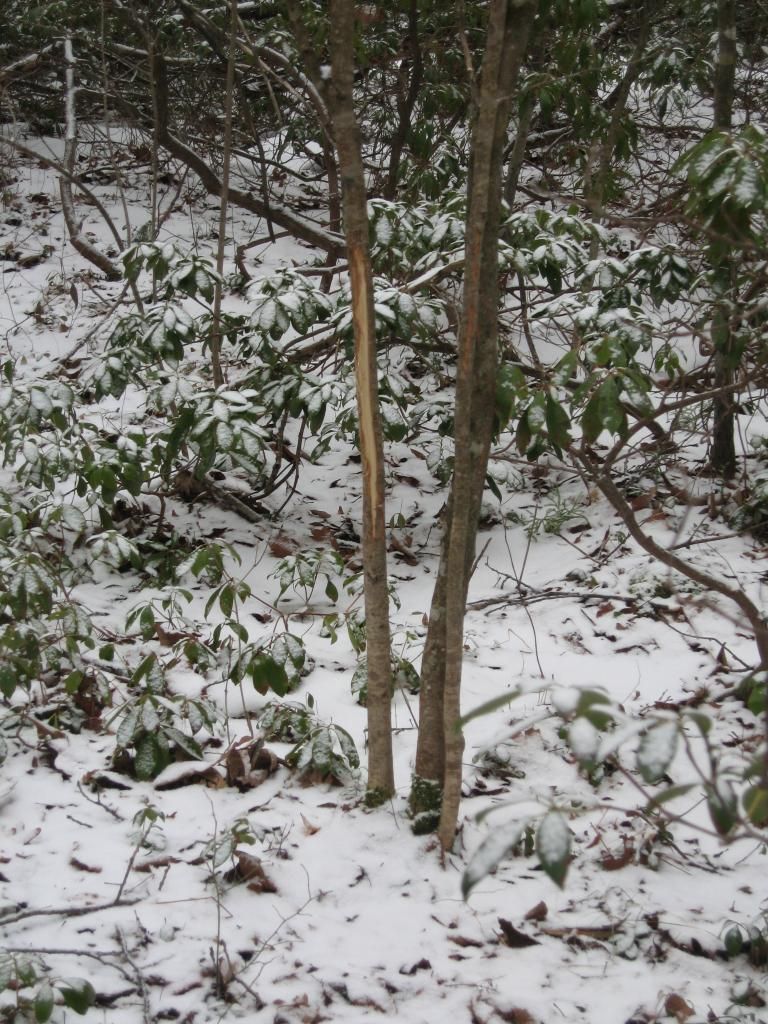 IMG_3634_zpsa6fadc84.jpg