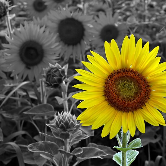 work.2742376.4.flat,550x550,075,f.the-sun-is-shining.jpg
