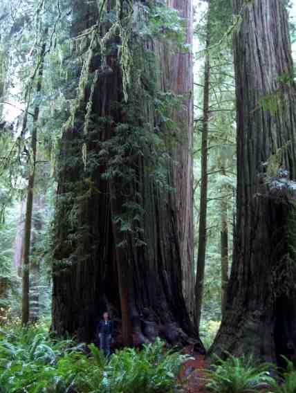 California_Coastal_Redwood_forest_7.jpg