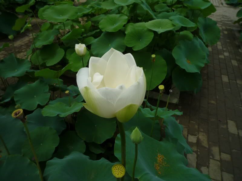 P1080008.jpg