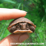 thTurtle.gif