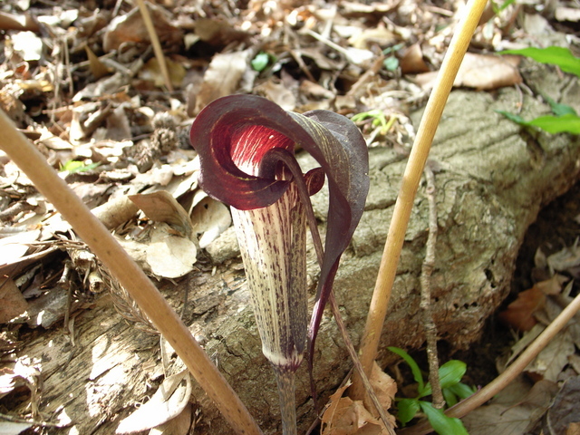 2010.04.10.r0020775.jpg