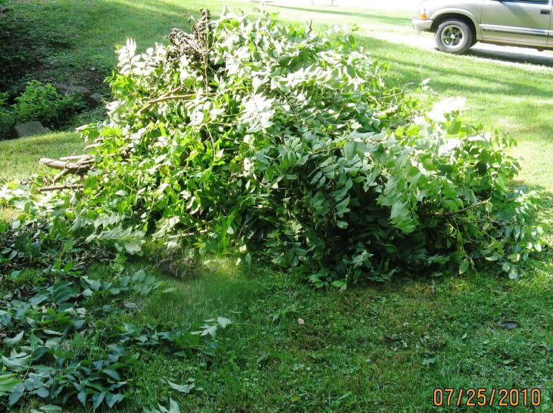 downedsumac0710117.jpg