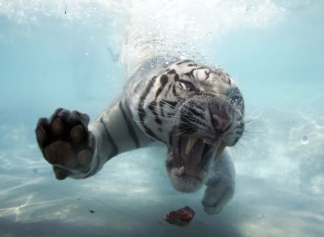 tiger-big.jpg
