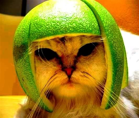 FunnyCatGreen.jpg