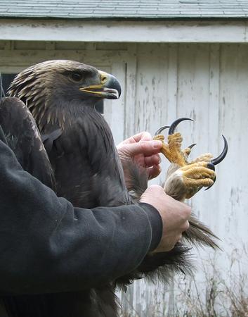 353x450px-LL-8470d892_dave_bonta-golden-eagle.preview.jpeg
