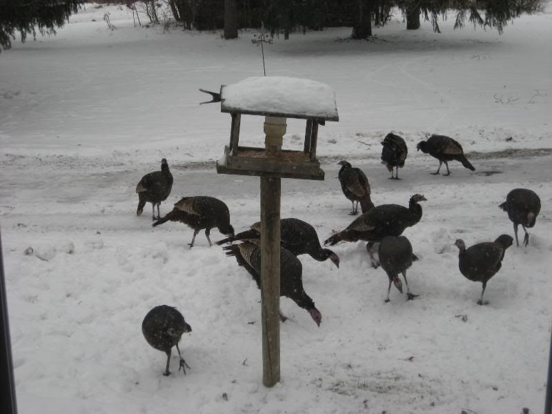 turkeys.jpg
