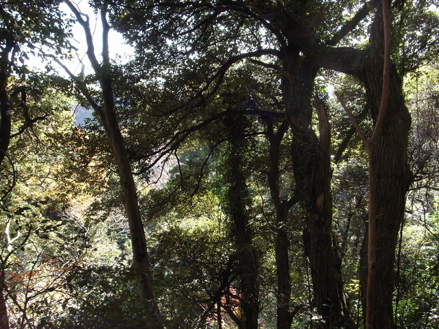 2010.11.26.R0022628.JPG