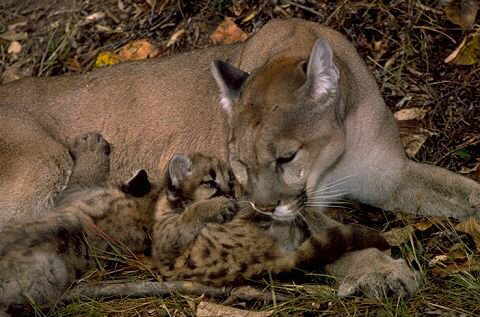 LionMother_Cubs.jpg