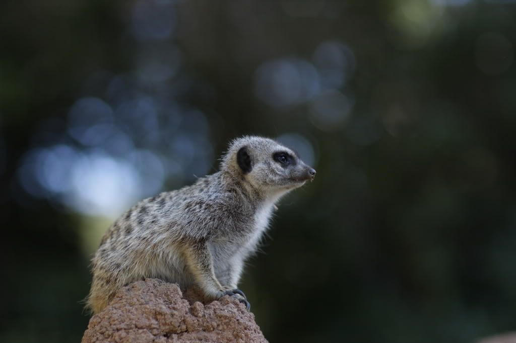 SFZOOJF0083.jpg