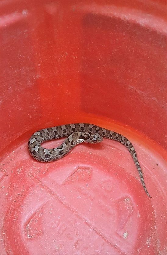 Snake%202.jpg