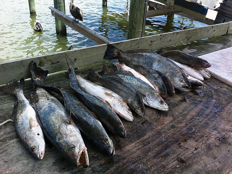Alltroutjuly.jpg
