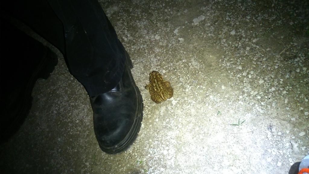 Toad3_zps084f2a44.jpg~original