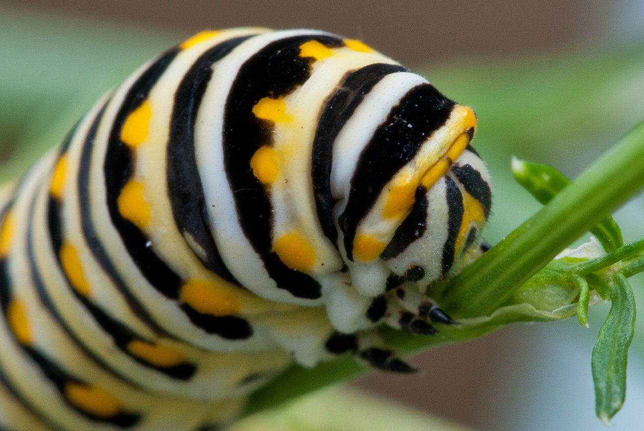 DSC_6497-X2.jpg