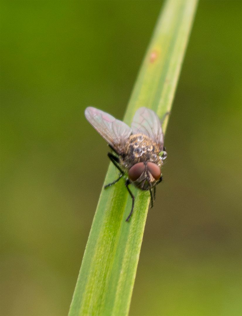 Fly_wa_zpsezwklpp0.jpg