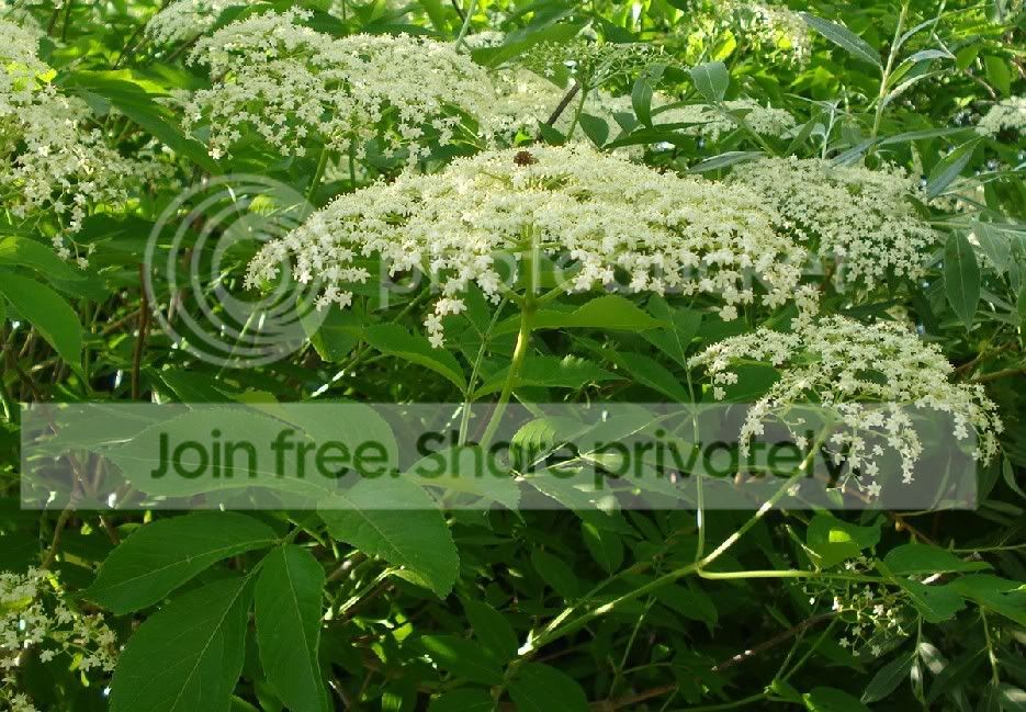 CommonElderberry.jpg