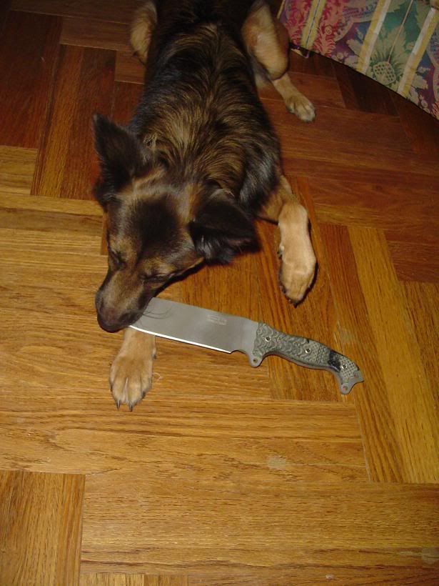 INFIhound3.jpg