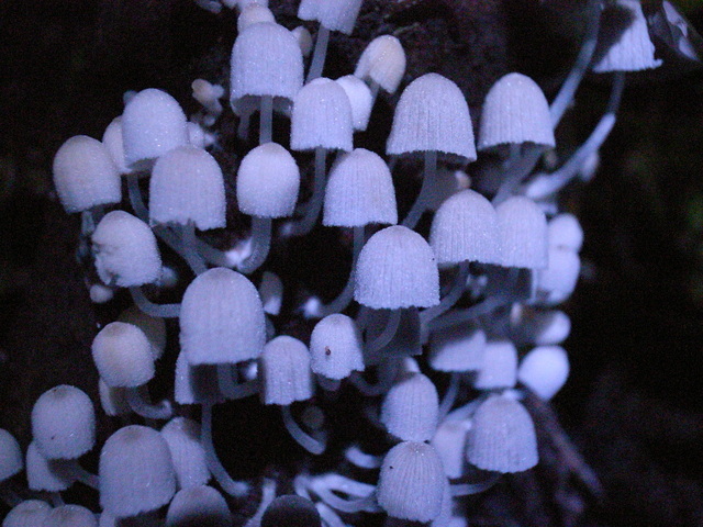 2009.06.11.R0018769.JPG