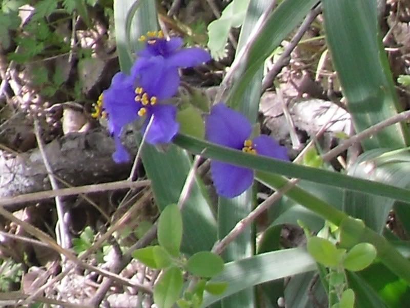 SDC12885.jpg