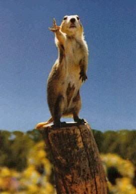 groundhog.jpg