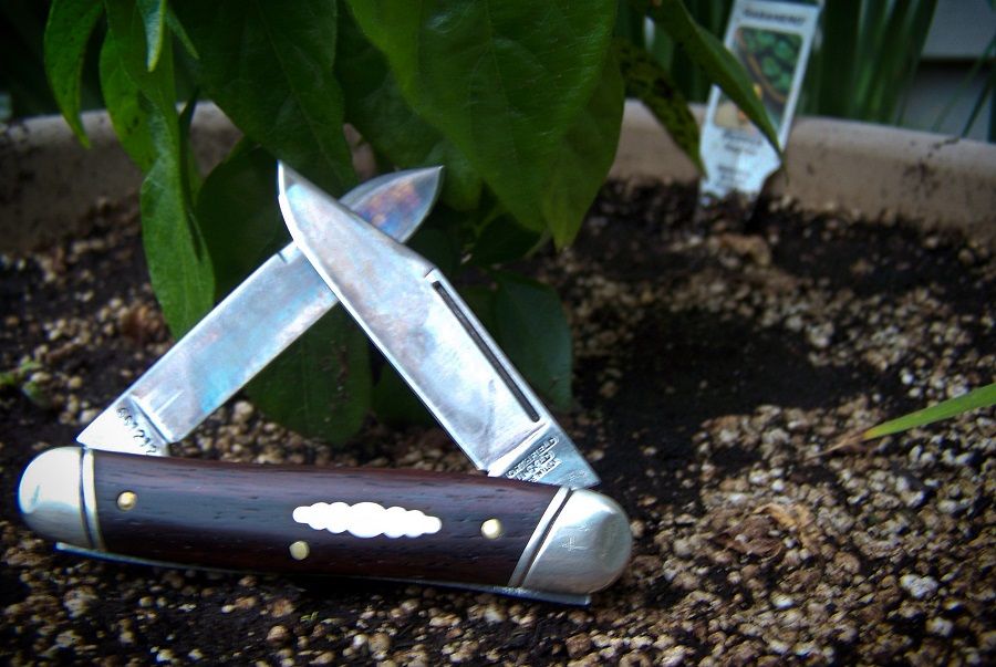 GEC66_Moose_coco_03.jpg