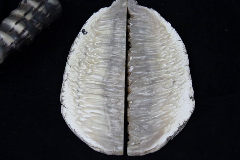 muskoxForsale018800x533.jpg